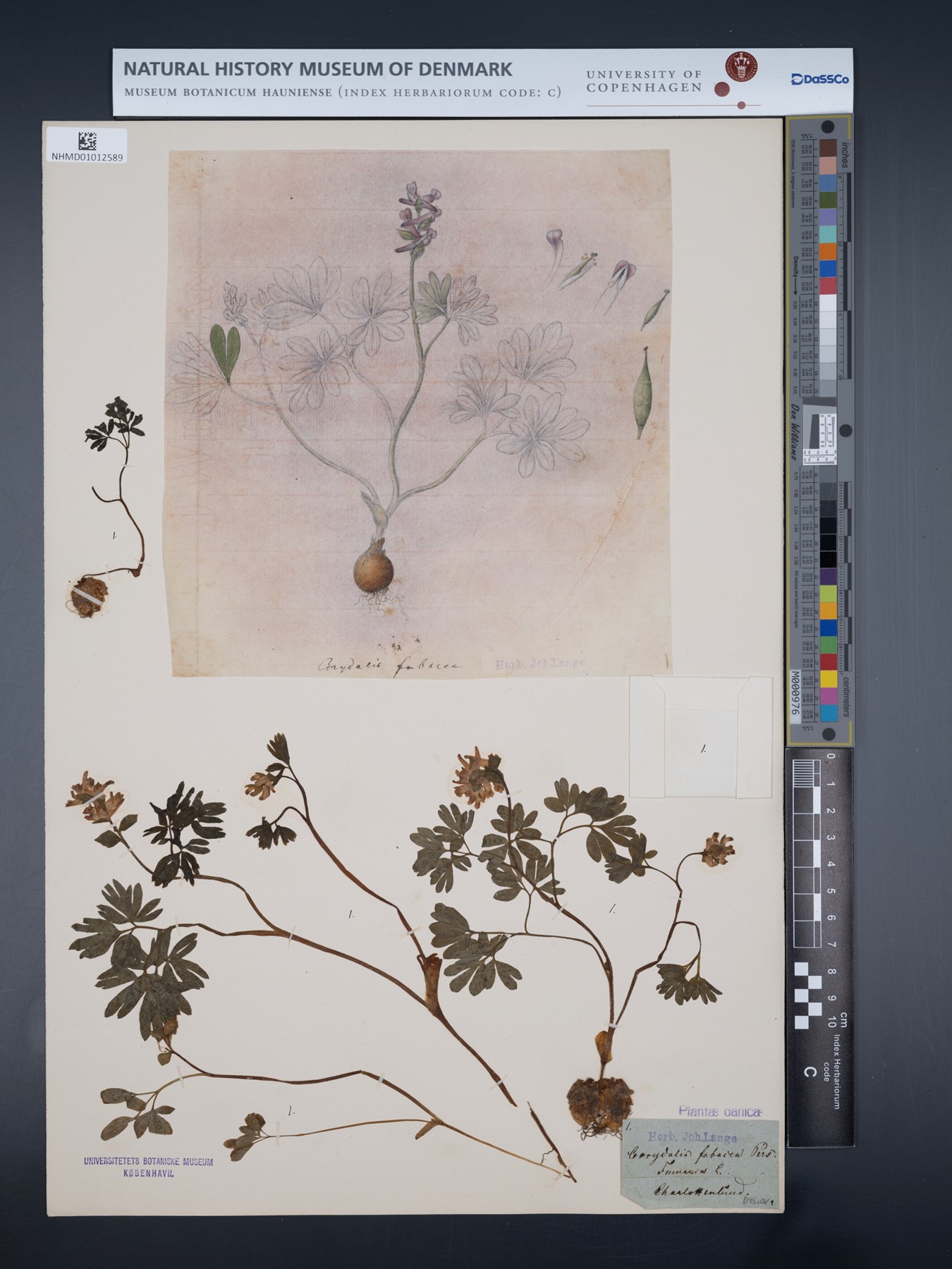 Beautiful sketch of the flower Flora Danica